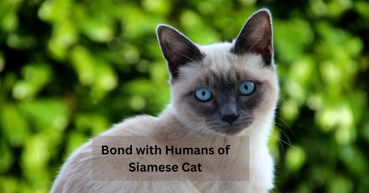 Bond-with-Humans-of-Siamese-Cat