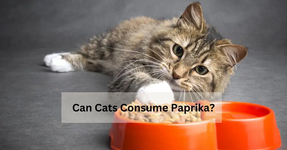 Can-Cats-Consume-Paprika