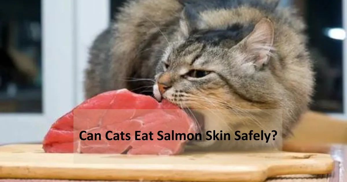 Can-Cats-Eat-Salmon-Skin-Safely
