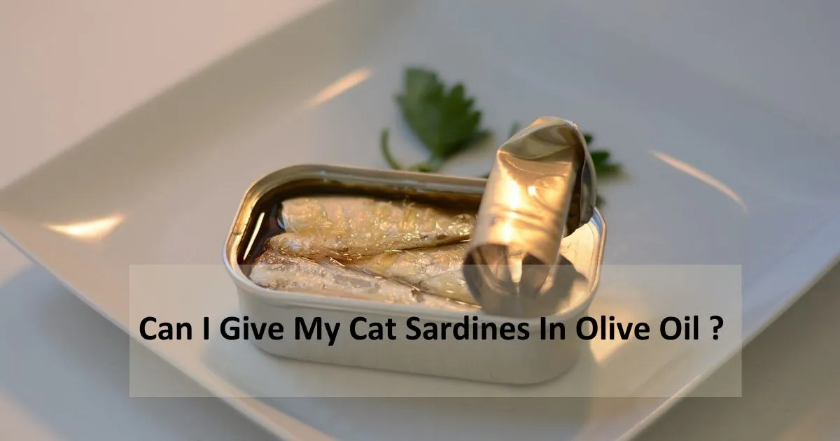 can i give my cat sardines in olive oil