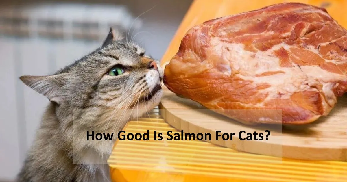 How-Good-Is-Salmon-For-Cats