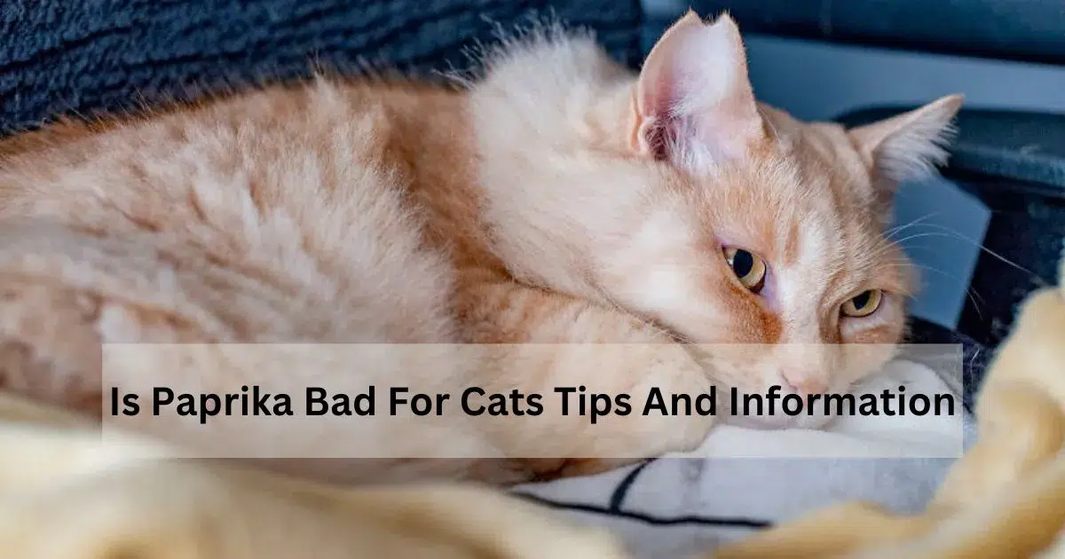 Is-Paprika-Bad-For-Cats-Tips-And-Information