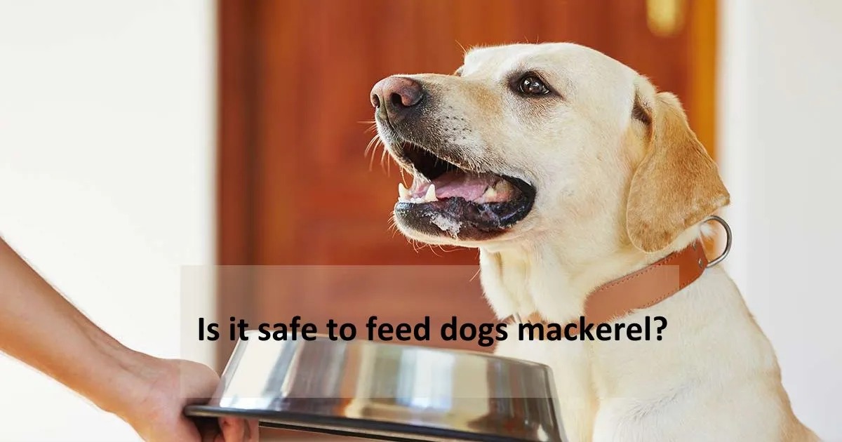 Is it safe to feed dogs mackerel