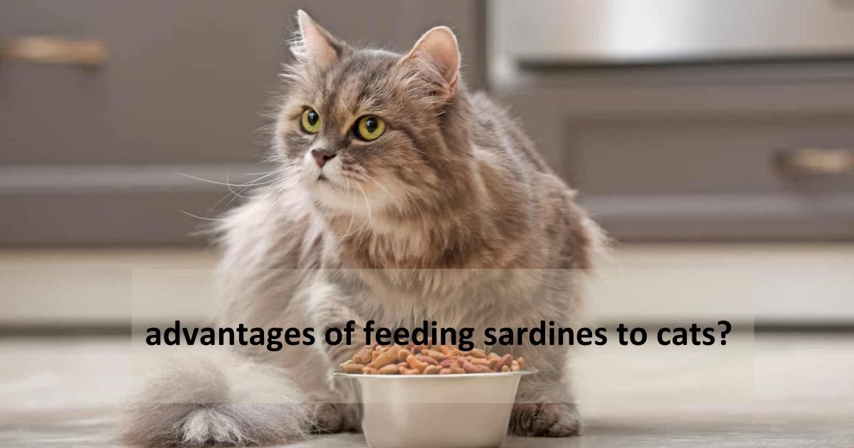 Is sardine cat food good for cats