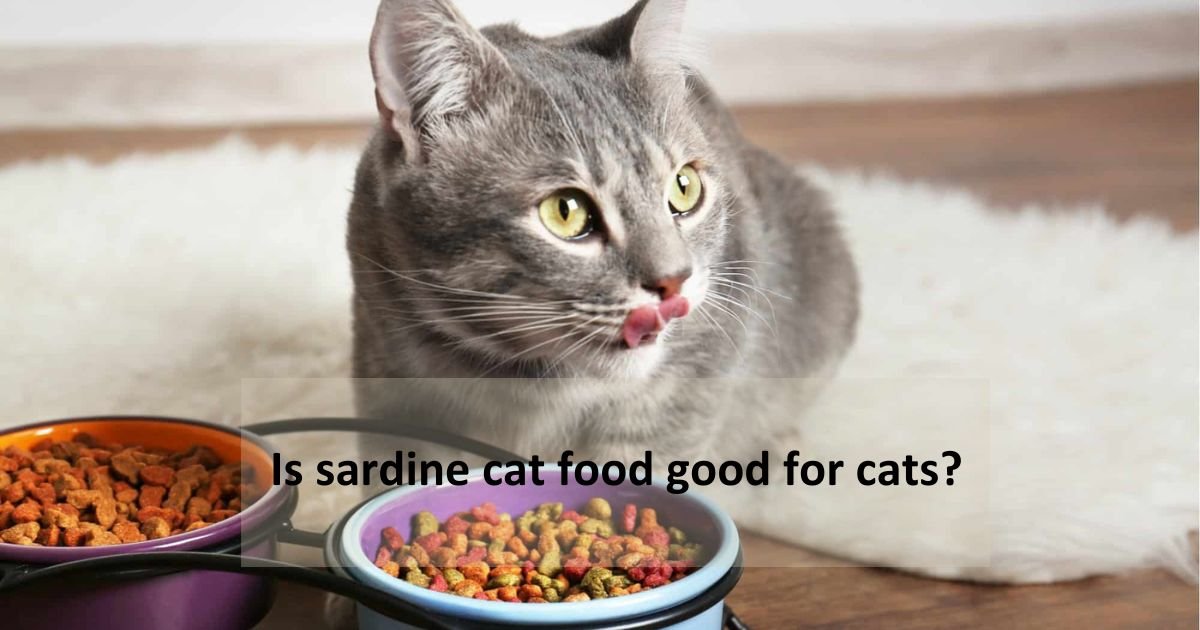 sardines right into a cat's diet