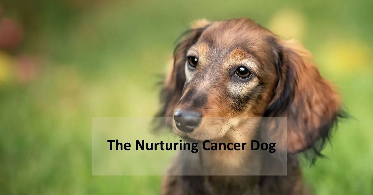 The Nurturing Cancer Dog