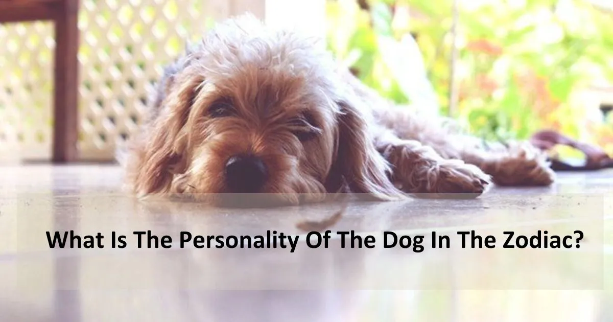 What is the personality of the dog in the zodiac