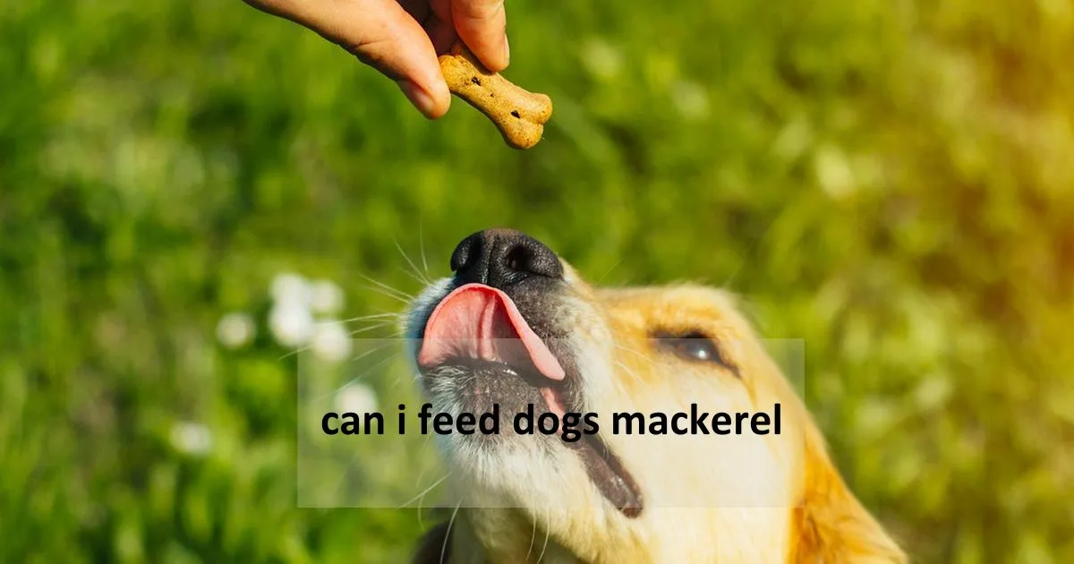 can i feed dogs mackerel