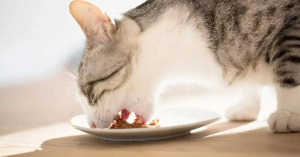 Alternative-Options-for-Cat-Diets