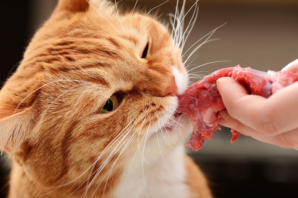 Can Cats Eat Raw Salmon Skin