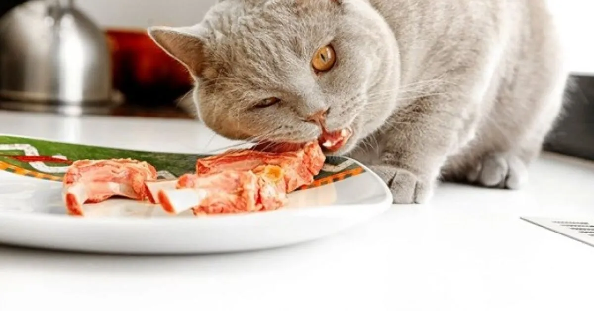 Can-Cats-Eat-Smoked-Salmon-Skin