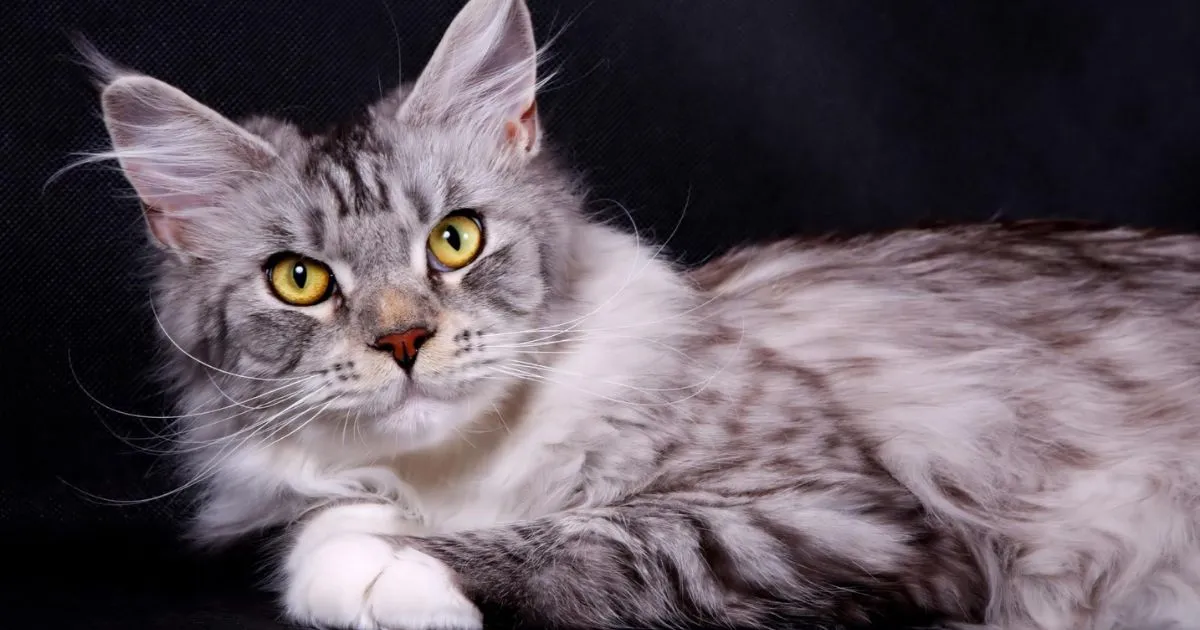 Female Maine Coon