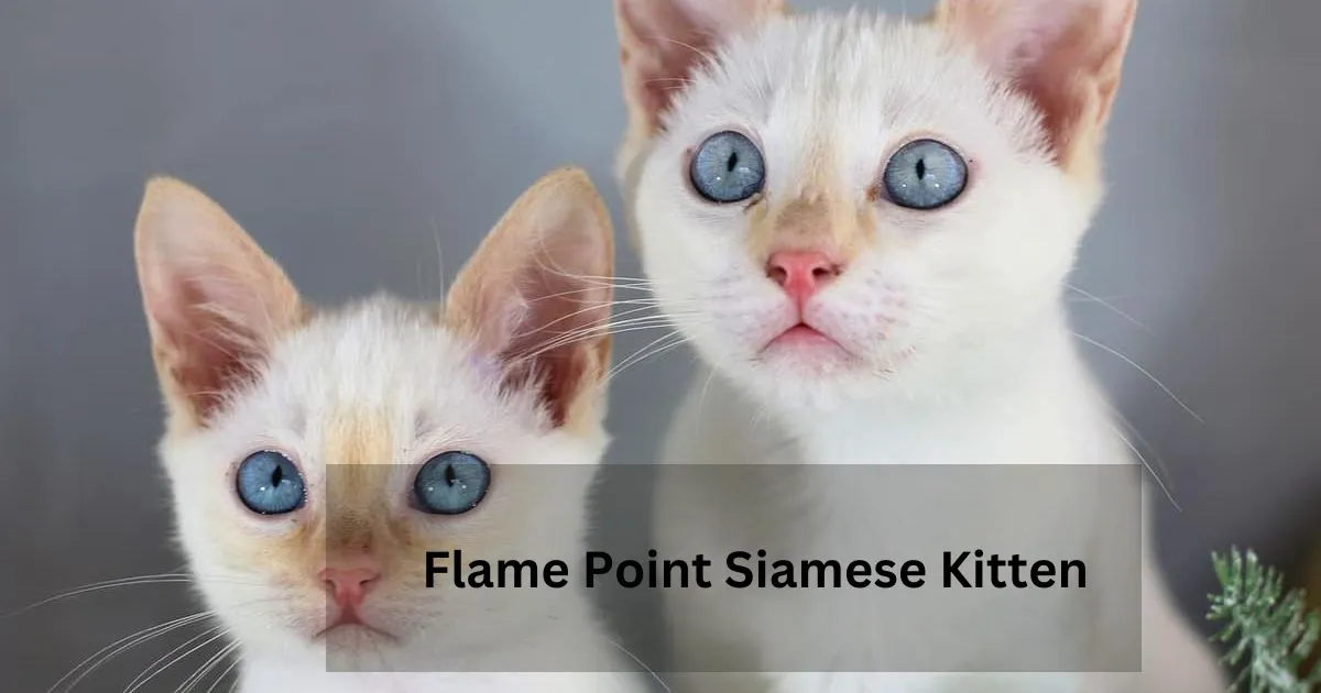 Flame-Point-Siamese-Kitten-_1_