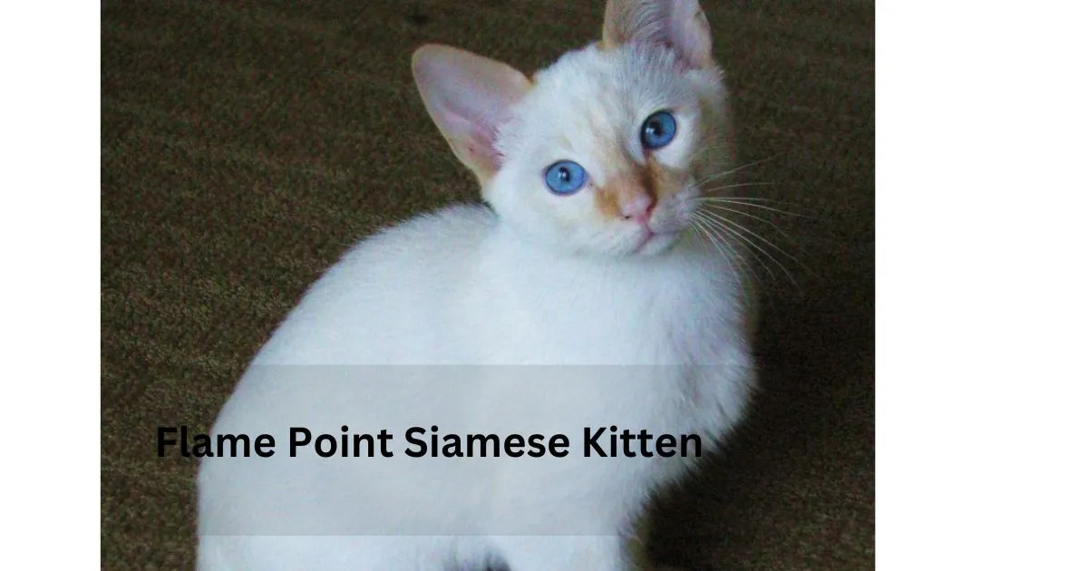 Flame-Point-Siamese-Kitten