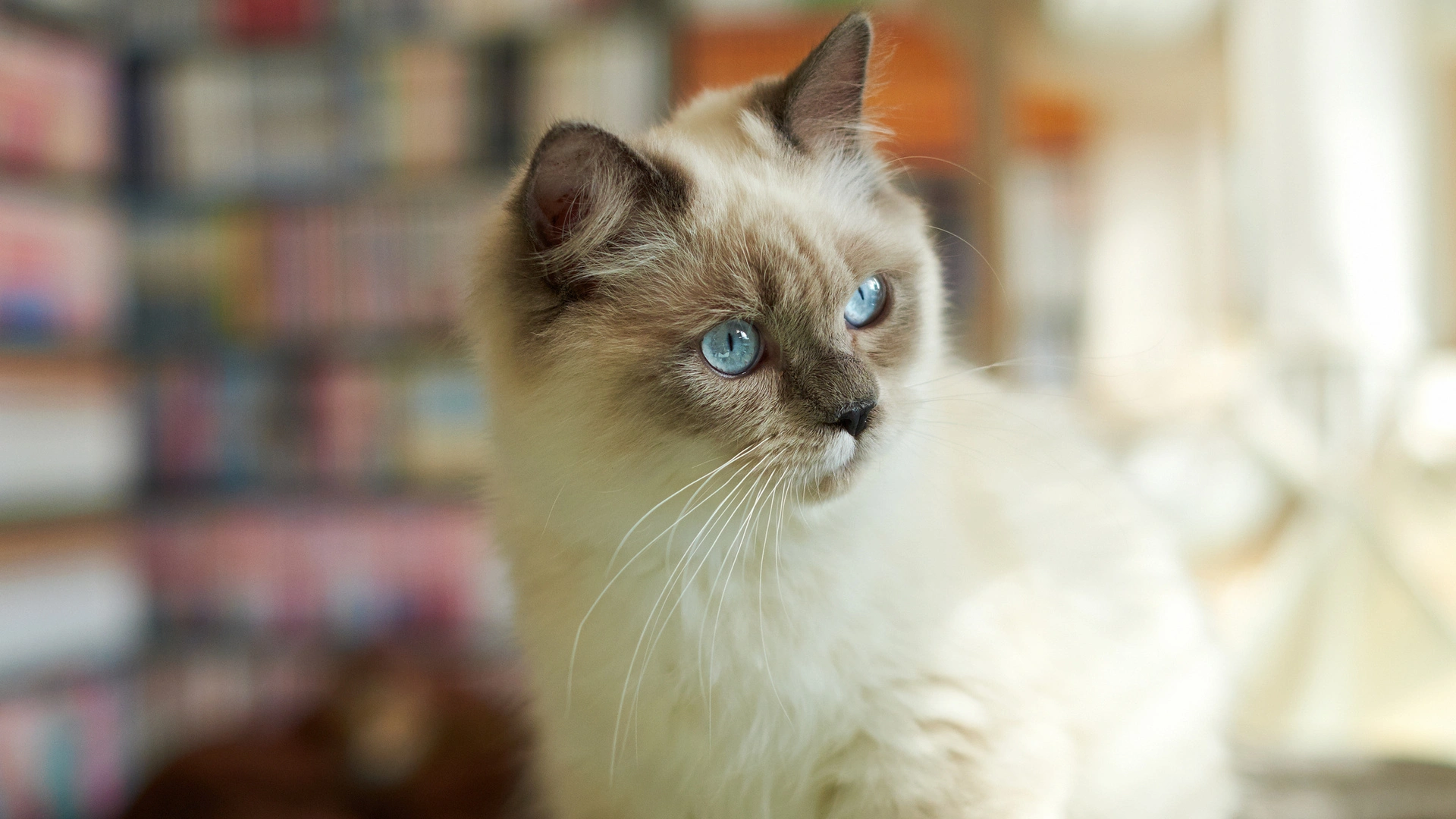 Fluffy-Siamese-Cat.