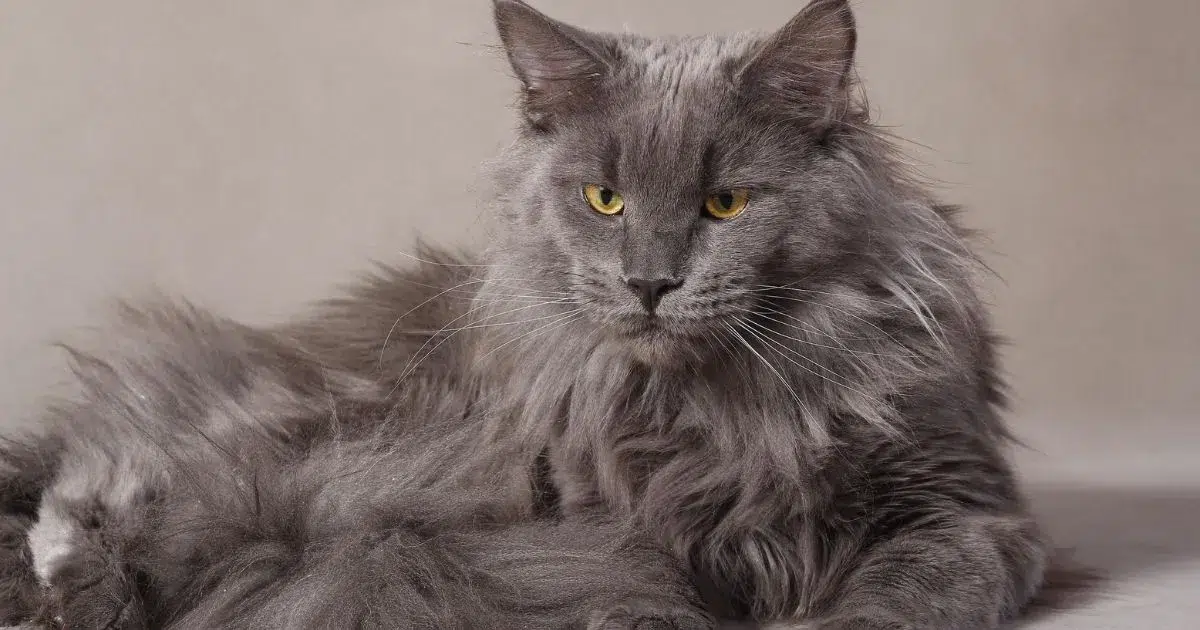 Gray Maine Coon Cat