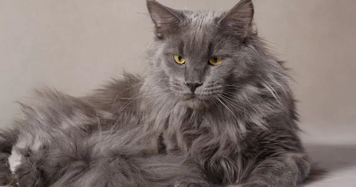 Grey-Maine-Coon-Cat