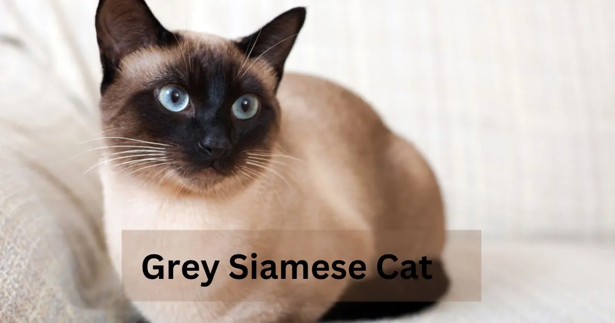 Grey Siamese Cat