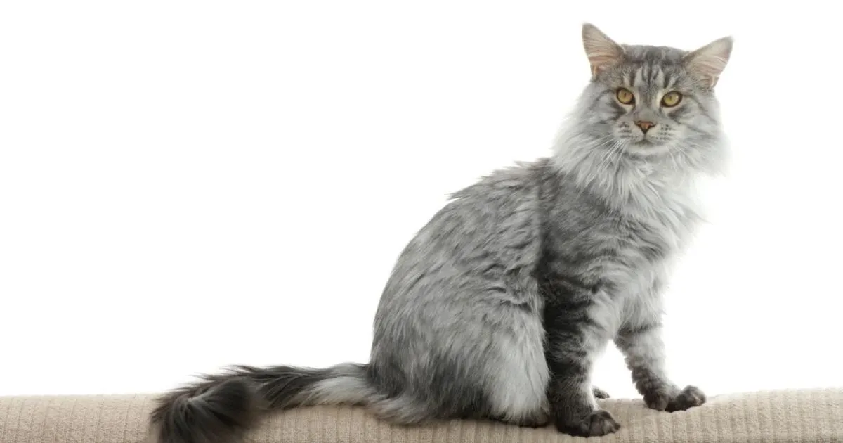Grey and White Maine Coon