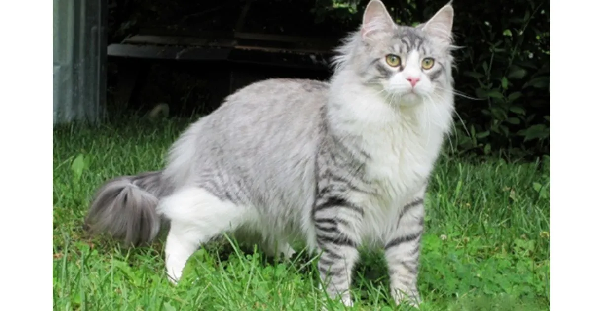Grey and White Maine Coon