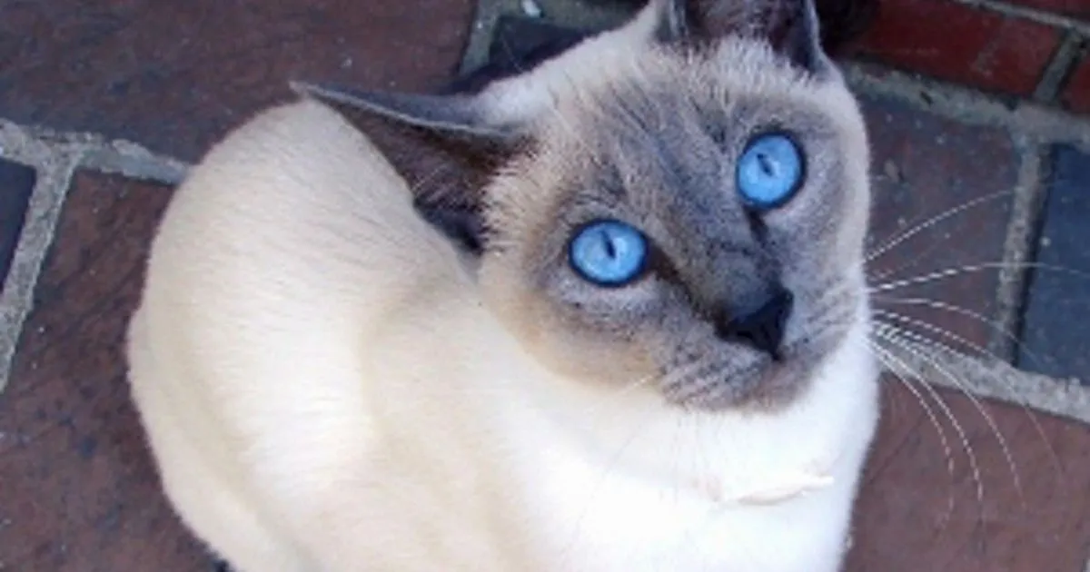 Siamese Cats with Blue Eyes