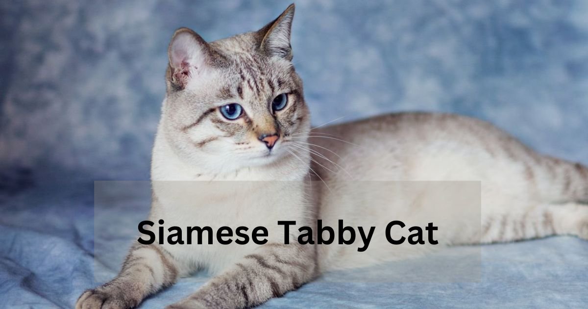 Siamese Tabby Cat.
