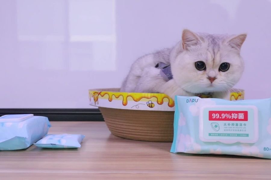 Can I Use Baby Wipes As Cat Cleaning Wipes