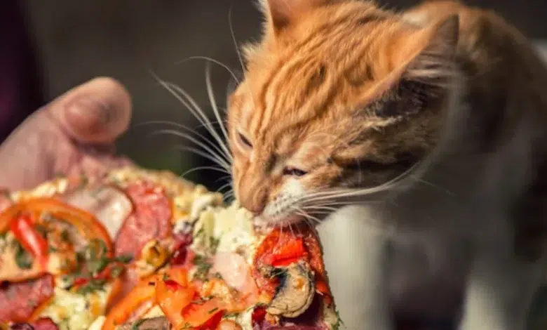 Can Cats Eat Pizza