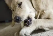 Dog Eats a Condom