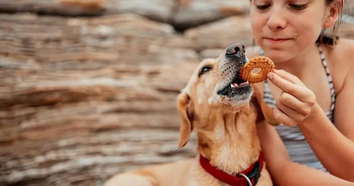 What Should You Do If Your Dog Consumes a Fortune Cookie