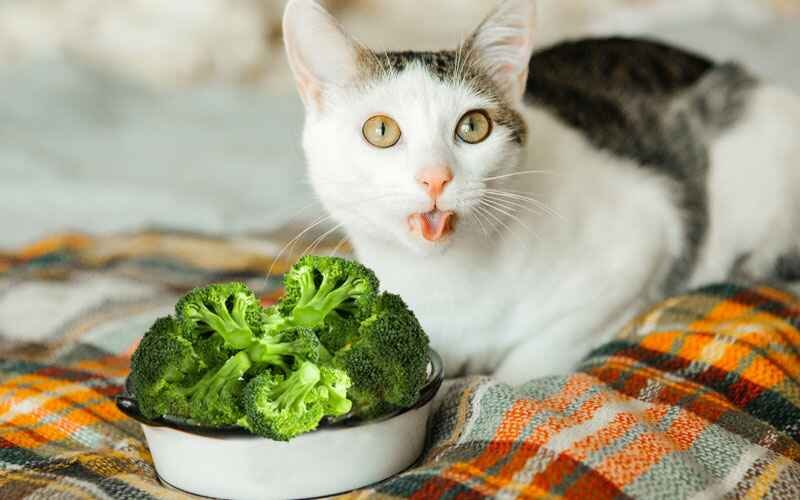 Can Cats Eat Lettuce