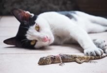 Can Cats Eat Lizards?