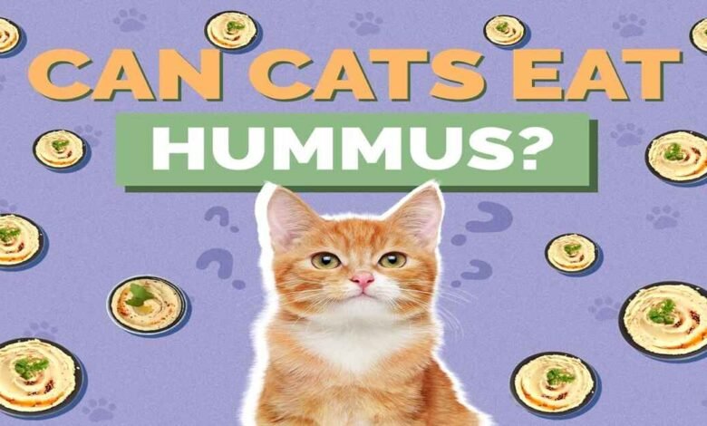 Can Cats Have Hummus