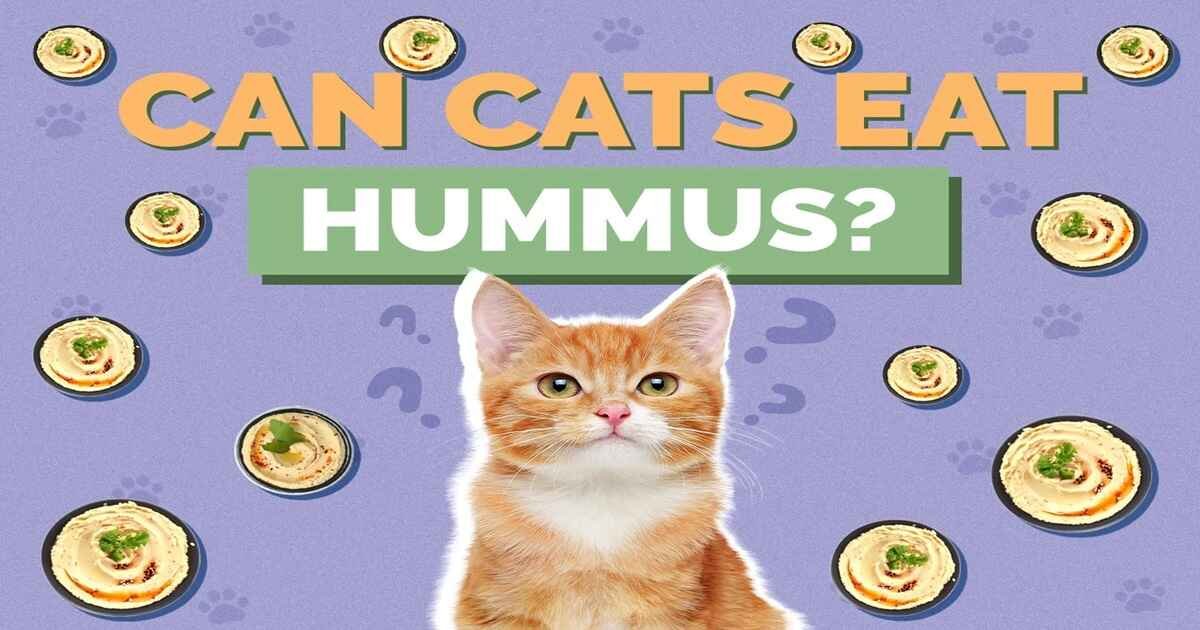 Can Cats Have Hummus