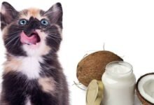Coconut Milk for Cats Can Cats Drink Coconut Milk? Benefits of Coconut Milk for Cats Side Effects of Coconut Milk for Cats