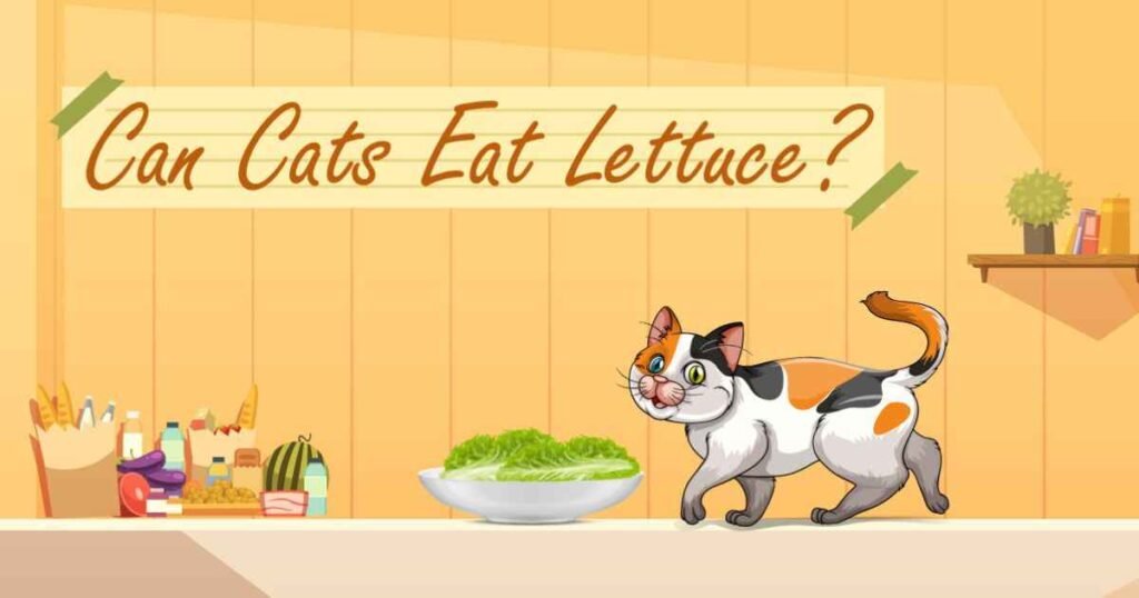 Can Cats Eat Lettuce?