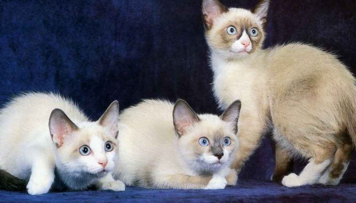 What are the Characteristics of a Snowshoe Cat