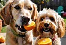 Can dogs eat oranges