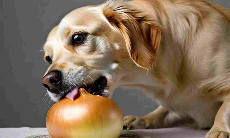 Can Dogs Eat Onions