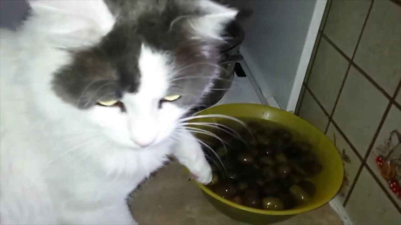 are olives good for cats