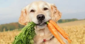 can dogs eat raw carrot?