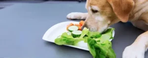 can dogs eat cooked cat