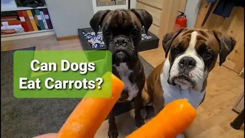 can dogs eat carrot