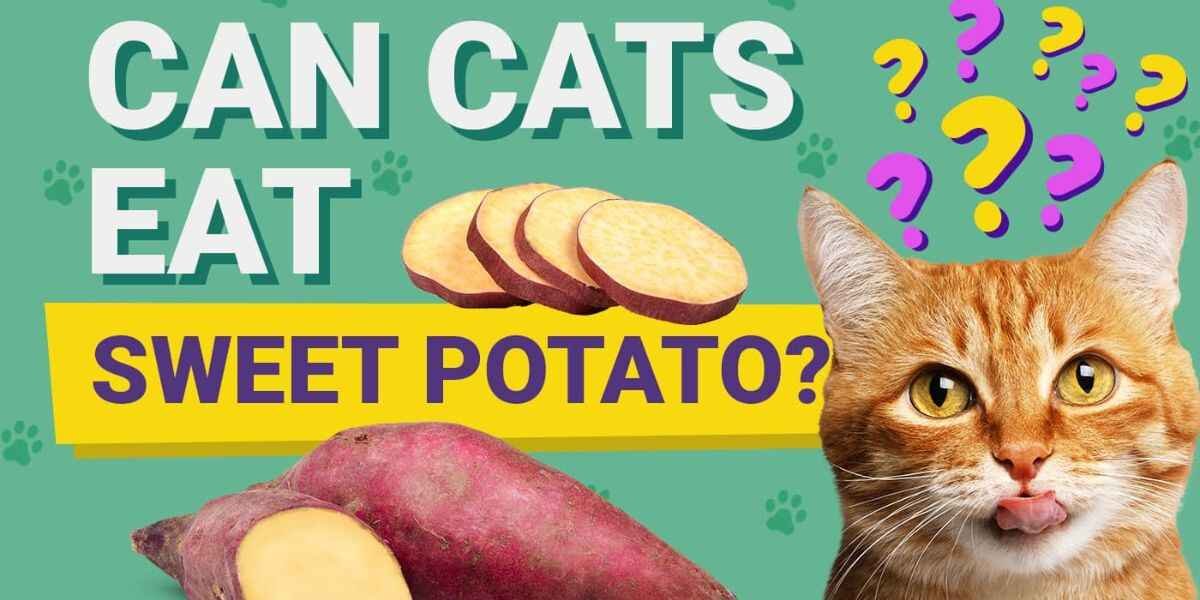 Can Cats Eat Sweet Potatoes Safely?