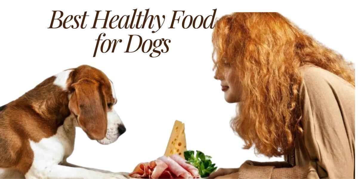 Best Healthy Food for Dogs