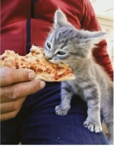 Can Cats Eat Pepperoni Pizza