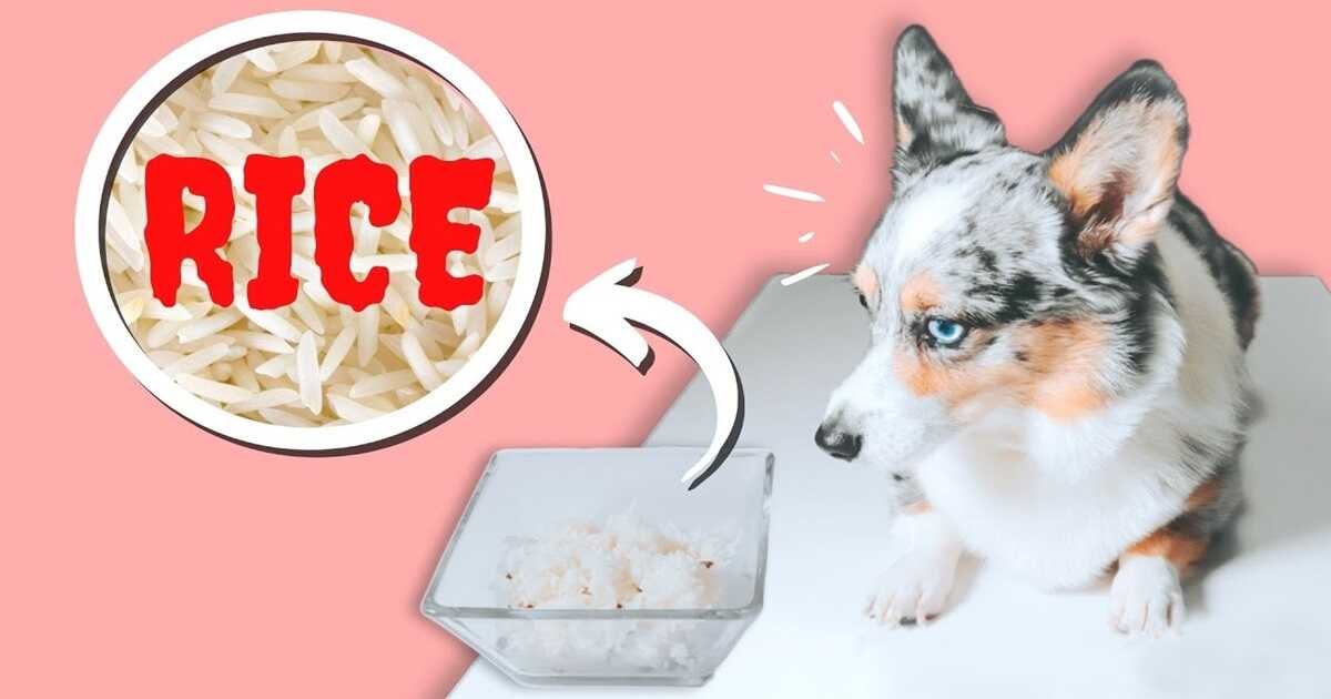 Can Dogs Eat Rice Every Day