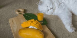 Can Cats Eat Mango