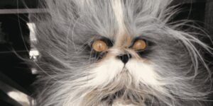 Best Haircuts for Cats