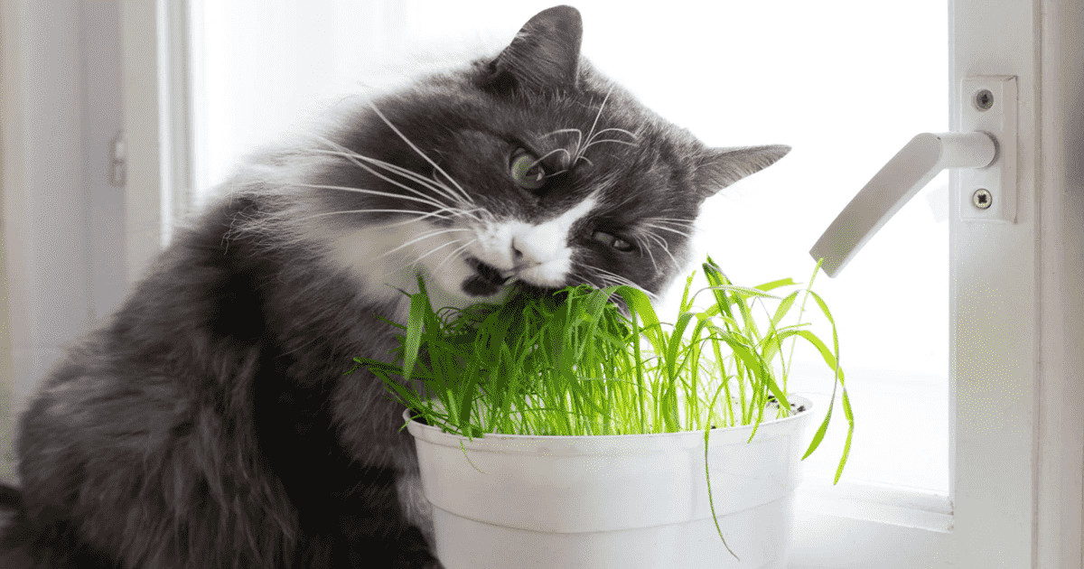 Dill Toxic to Cats